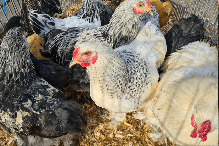 Health issues can be an overcrowded chicken coop