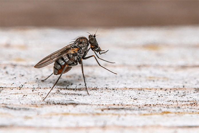 fly strike can kill a chicken if left untreated