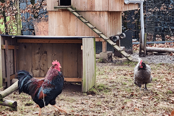 how to tame aggressive roosters