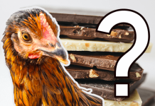Can chickens eat chocolate