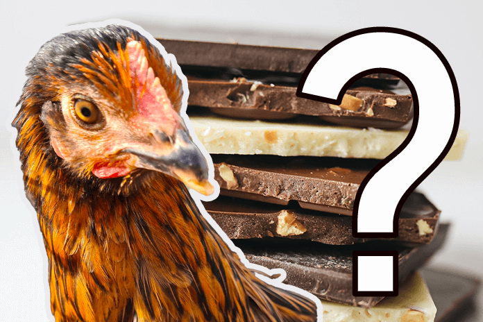 Can chickens eat chocolate
