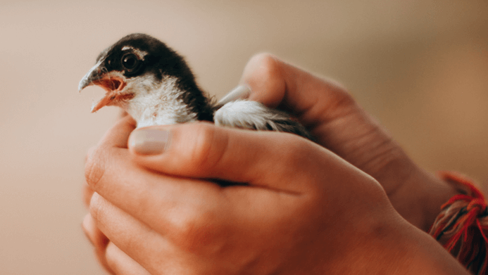 holding a chick correctly