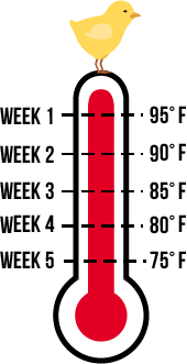 A temperature guide for raising baby chicks in a brooder