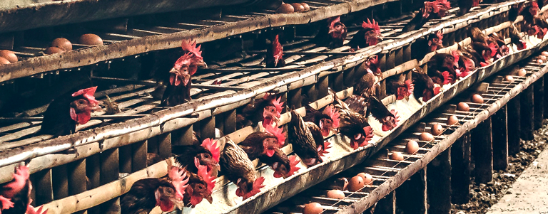 Chickens in a poultry farm