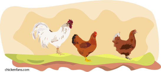 Mediterranean Chicken breeds in the summer