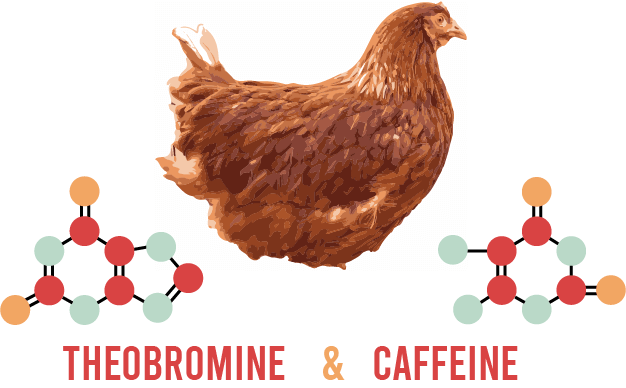 Chocolate contains theobromine and caffeine, which is poisonous for chickens
