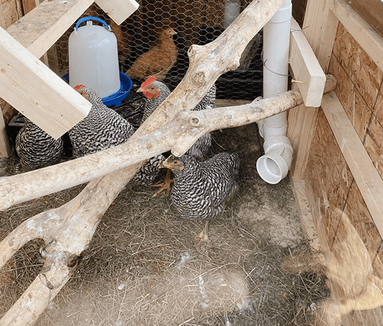 Best Bedding For A Chicken Coop Chicken Fans