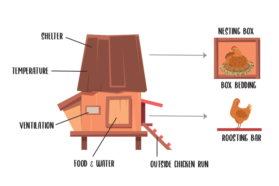 All elements that are needed in a chicken coop to raise chickens
