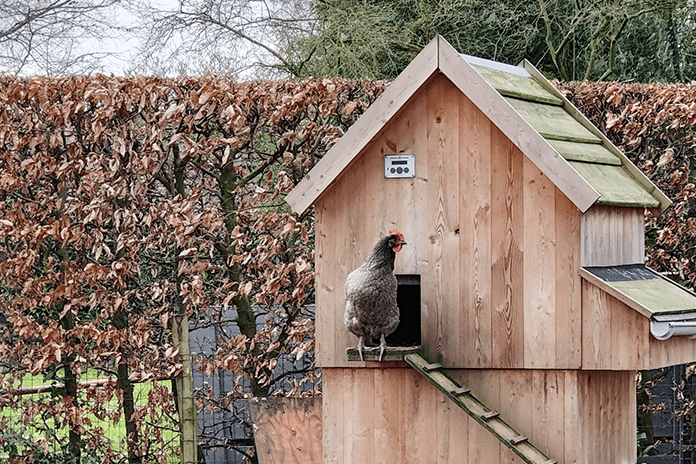 chicken inside a chicken coop