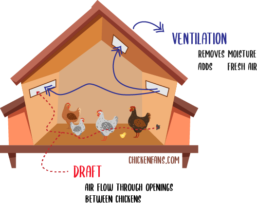 ventilation in the chicken coop is important to get rid of ammonia fumes that cause cloudy eyes