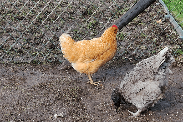 two chickens inside a chicken run enjoying each others company