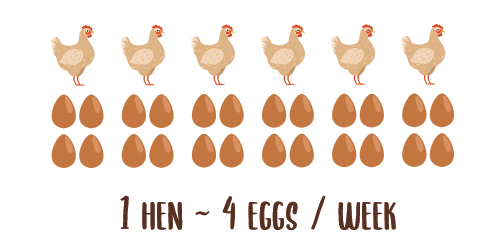 Number of eggs per week per hen to decide on the amount of chickens you need in a flock