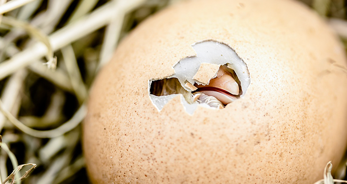 A chick starts breaking the egg shell just when egg hatching begins