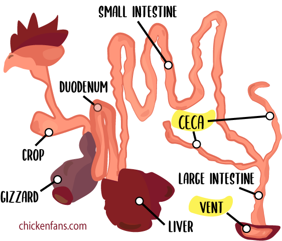 Guts of chicks, showing the ceca and the vent, which play a key role in pasty butt