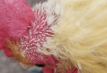 chicken molting