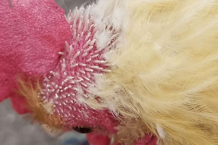 Chicken Molting Care Guide: How To Help Your Hens?