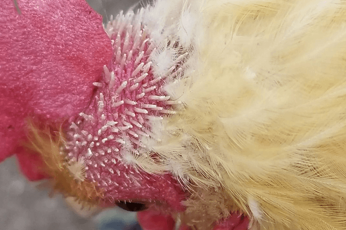 chicken molting