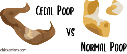 Difference between cecal poop and normal poop in chicks