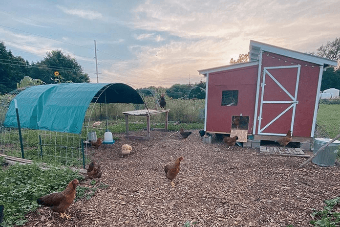 free-range chickens have a lot of outdoor space