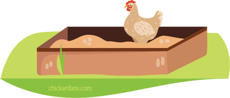 chicken inside a dust bath