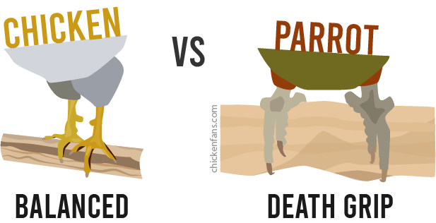 Parrots have a death grip but chickens stand flat on the roosting bar and balance on their legs
