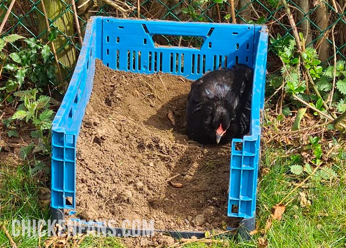 chicken dustbath plastic crate