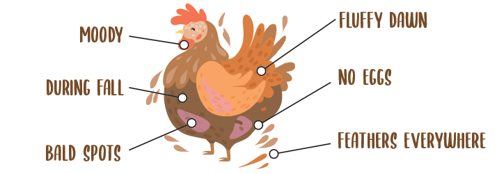 Chicken Molting Diagram