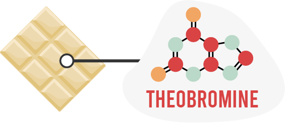 theobromine in white chocolate is toxic to chickens