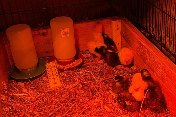 Use a red lamp and thermometer for raising baby chicks in the brooder