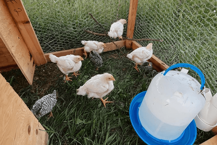 chicks go outside for the first time at about 6 weeks old