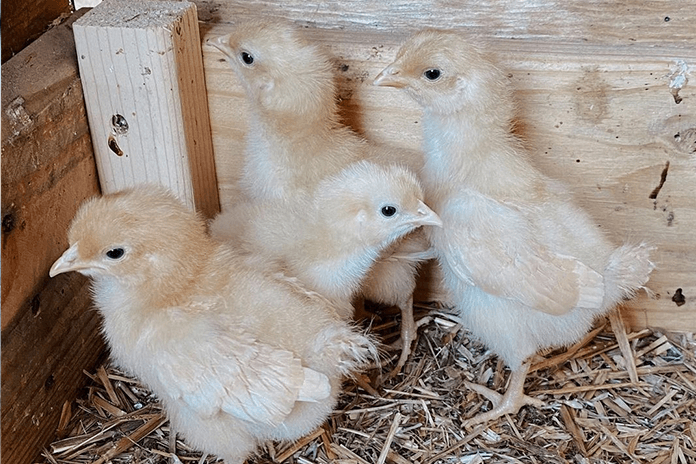 Raising Baby Chicks – Everything You Need To Know