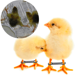 Rubber bands as a solution for spraddle legs, a common deformation that occurs when raising baby chicks