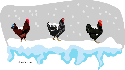 Cold-hardy chicken breeds in the winter