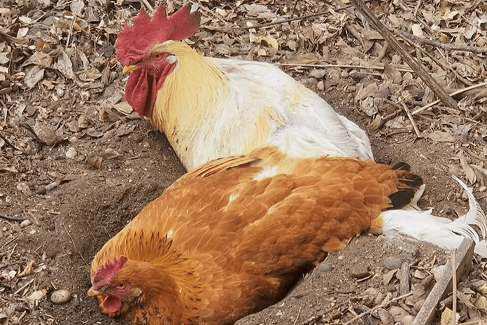 Chickens in a chicken dust bath