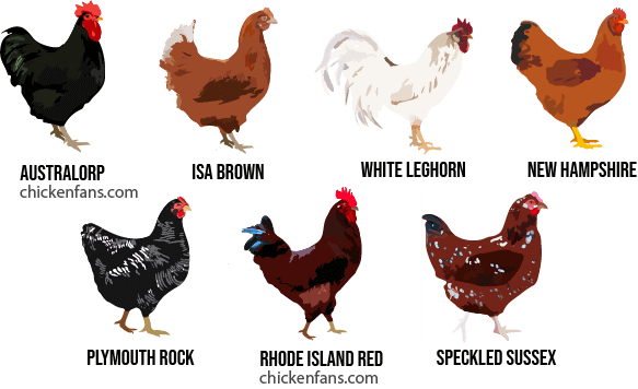 Infographic with egg layer breeds: australorp, isa brown, white leghorn, new hampshire, plymouth rock, rhode island red, speckled sussex