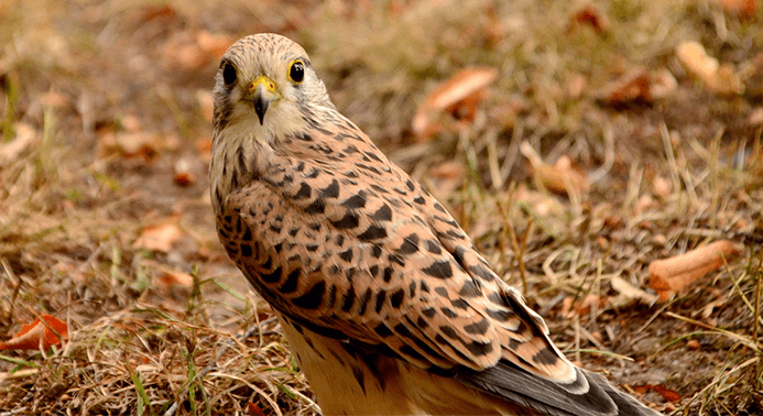 Aerial predators such as falcons are a predator for backyard chickens