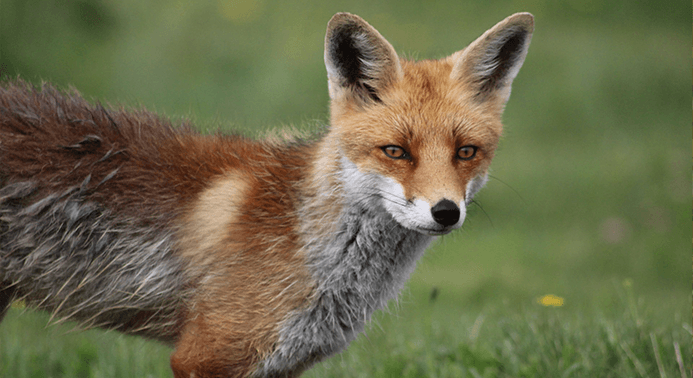 the fox is a well know predator for backyard chickens