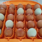 an incubator used for hatching chicken eggs