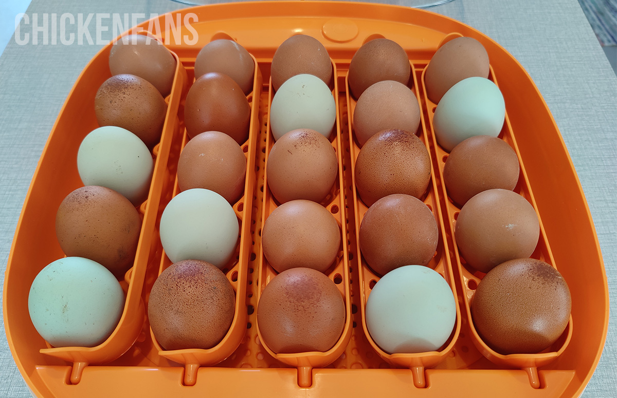 an incubator used for hatching chicken eggs
