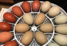 hatching chicken eggs: day by day guide