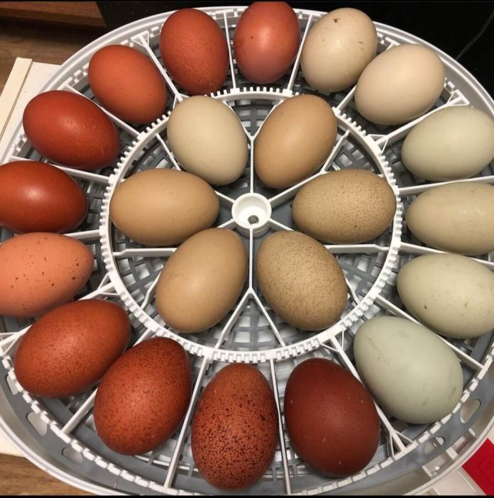 hatching chicken eggs: day by day guide