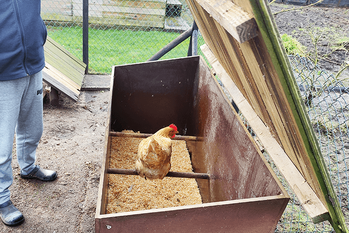 Opened chicken coop to check before cleaning
