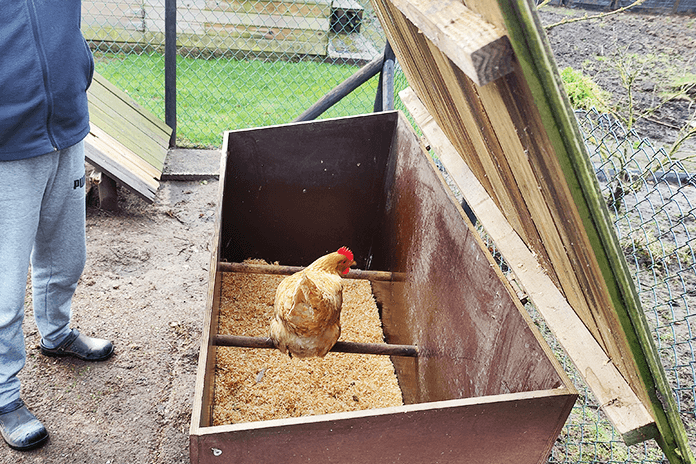 inspect the chicken coop and flock