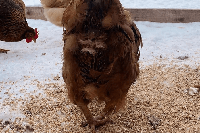 photo of a chickens butt during molting