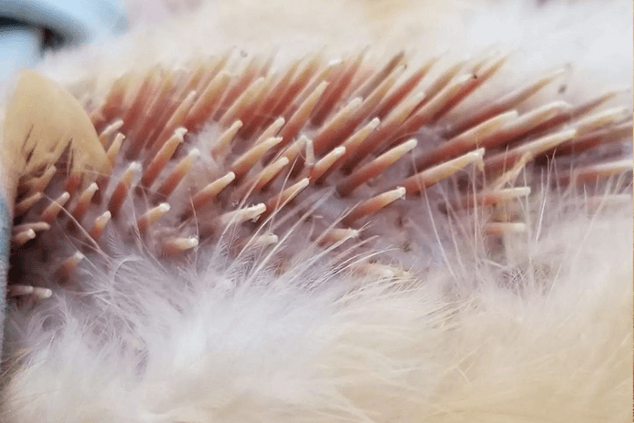 pen feathers of a molting chicken