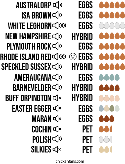 Infographic with list of common chicken breeds with their noise level, egg type or hybrid type and the amount and colors of their eggs