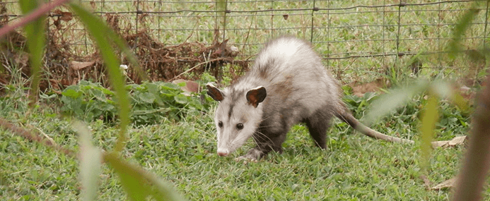 an opossum is a common chicken predator