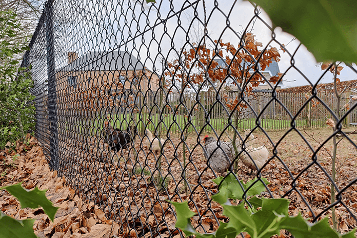 secured chicken run