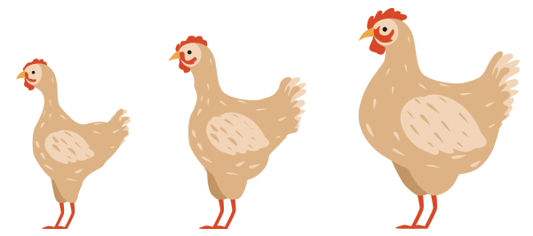 Representation of the pecking order of chickens in a flock