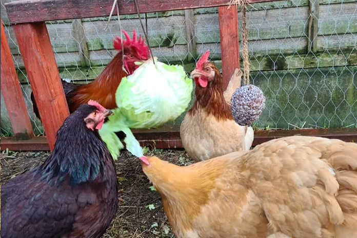 four chickens enjoying a cabbage pinata as treat